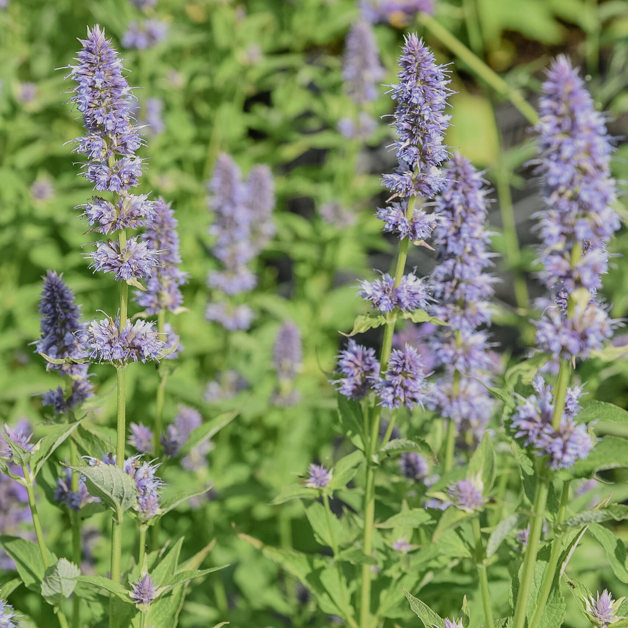 Agastache Blue Fortune, Loukykvět