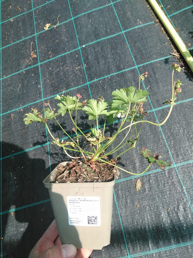 Kurjenpolvi Biokovo - 24. 6. 2025