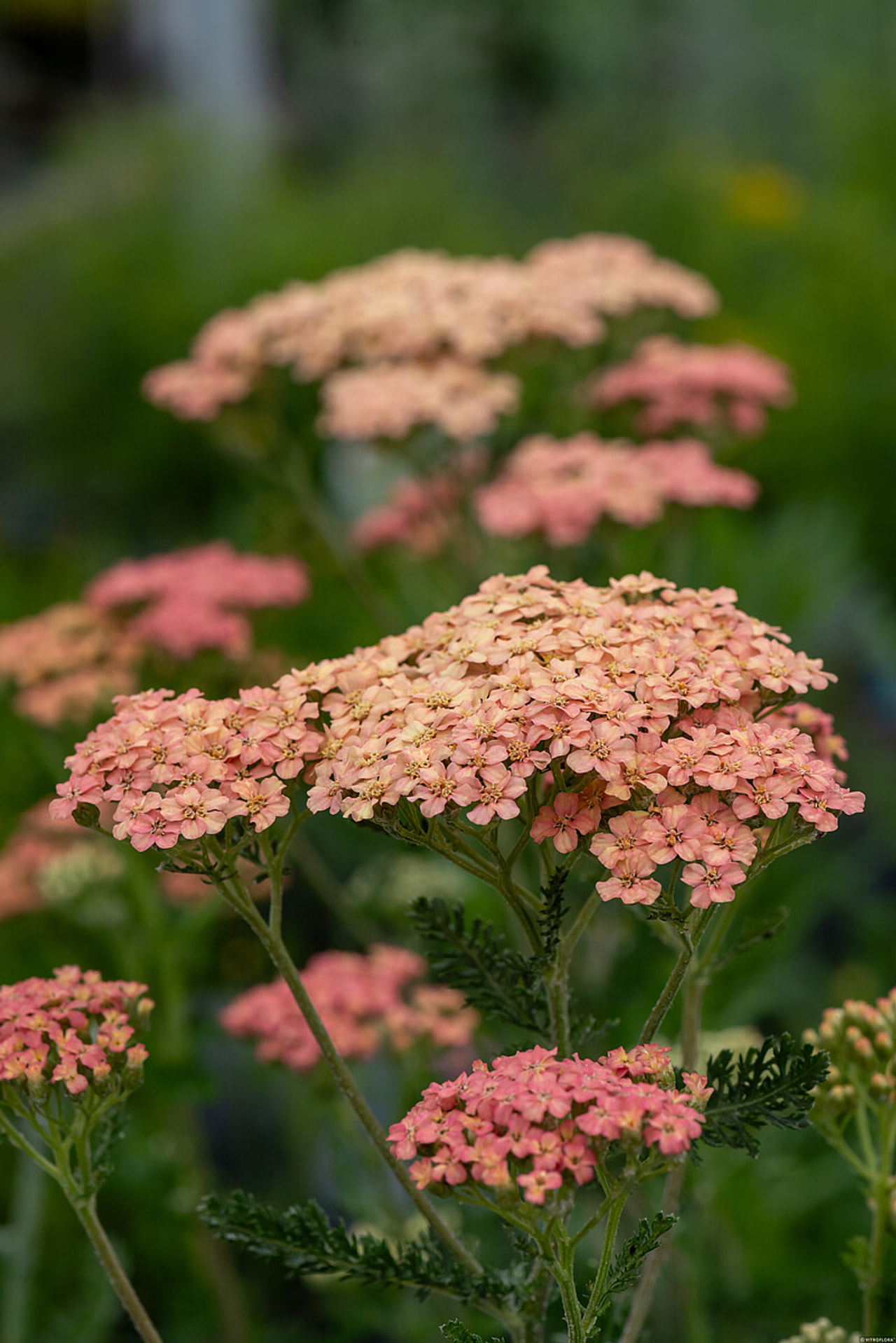 Řebříček Lachsschönheit, Loukykvět