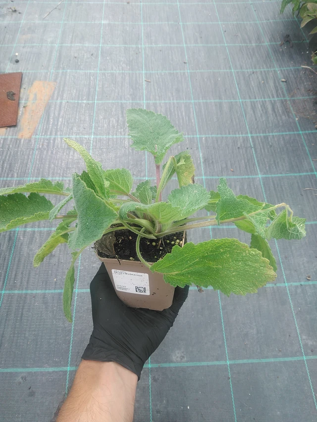 Muskottisalvia - 10. 9. 2025