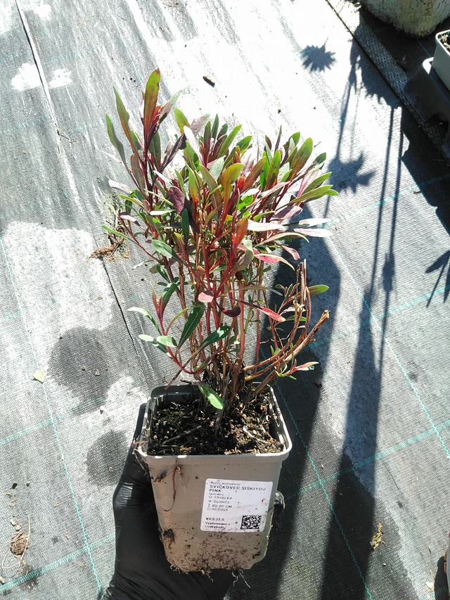 Prachtkerze Siskiyou Pink - 19. 8. 2025