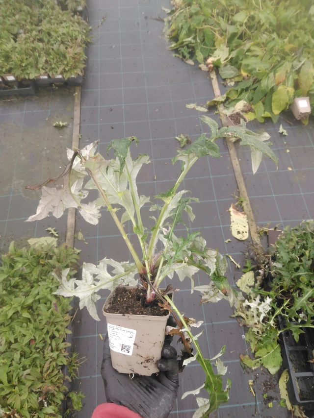 Sinipallo-ohdake Star Frost - 23. 10. 2025