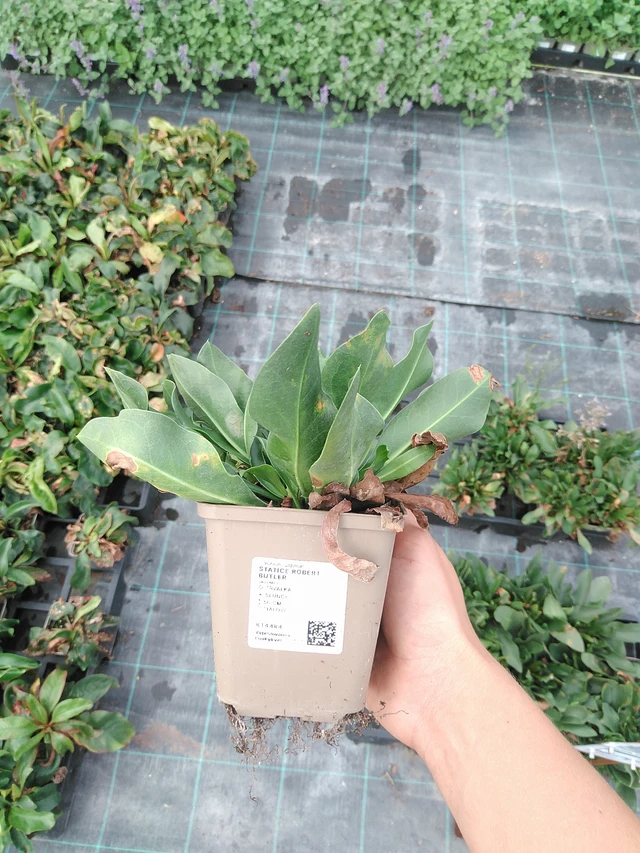 Statice Robert Butler - 10. 9. 2025