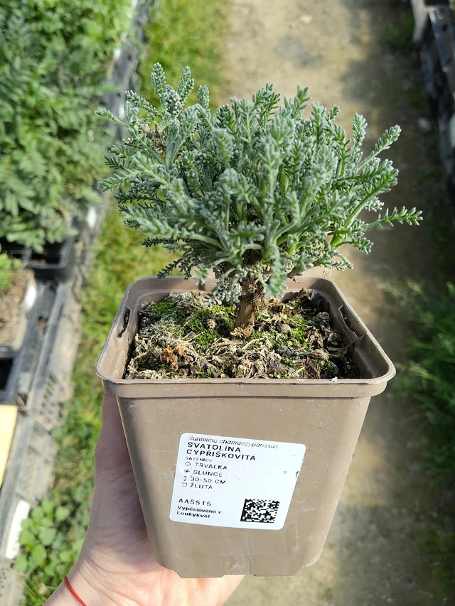 Hamvas cipruska - 27. 3. 2026