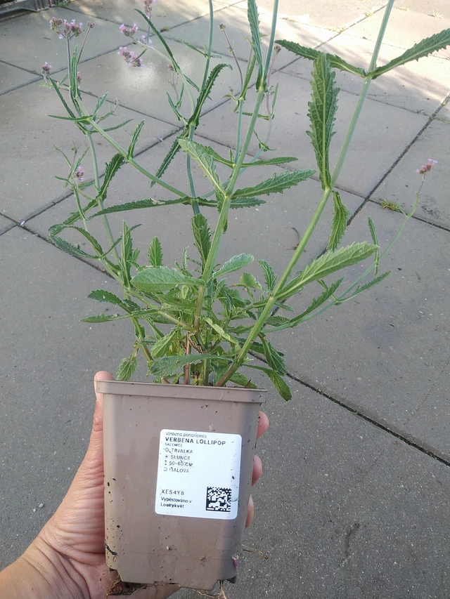 Verbena Lollipop - 11. 9. 2025