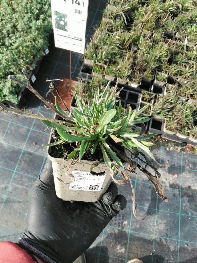 Lobelia azul Alba - 31. 10. 2025