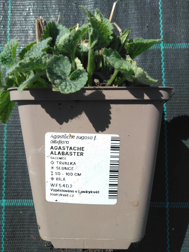 Iisoppi Alabaster - 3. 4. 2025