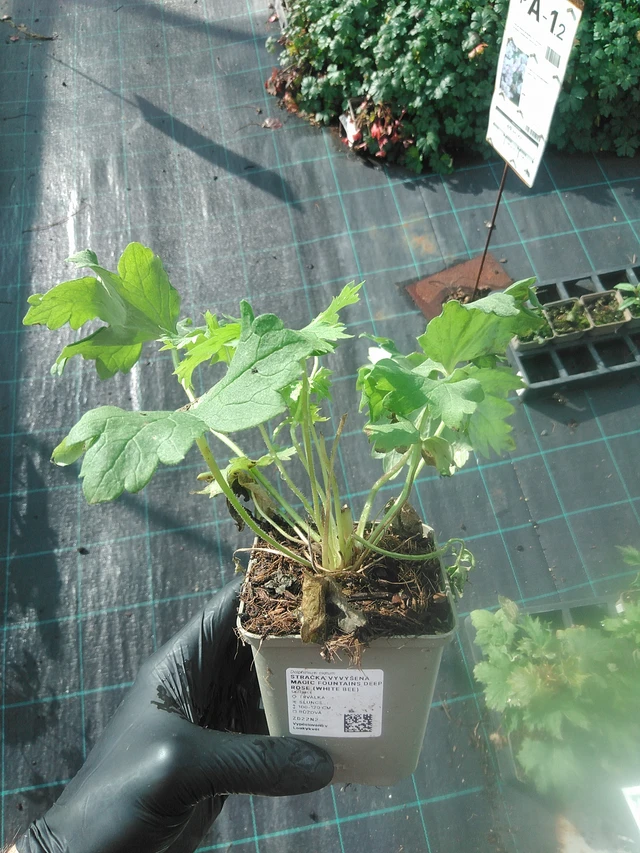 Stračka vyvýšená Magic Fountains Deep Rose (White Bee) - 13. 10. 2025