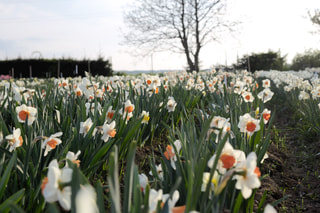 Narcis Pink Blush, Loukykvět