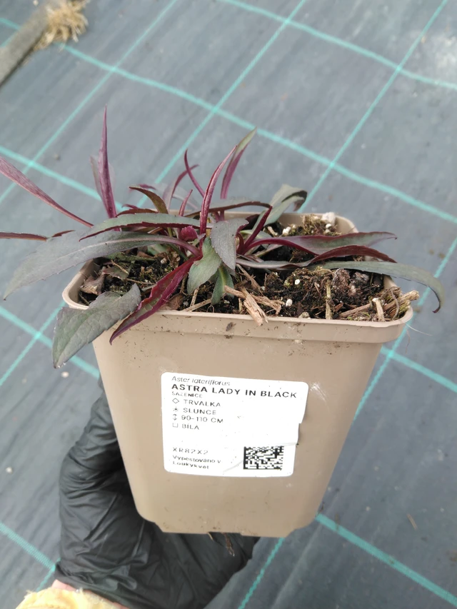 Őszirózsa Lady in Black - 1. 4. 2026