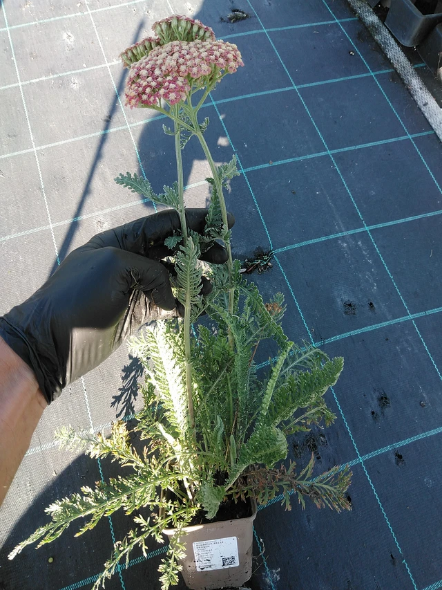 Siankärsämö Belle Epoque - 19. 8. 2025