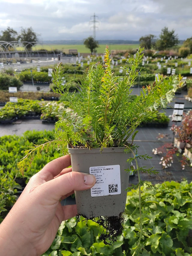 Řebříček Summer Pastels - 9. 10. 2025