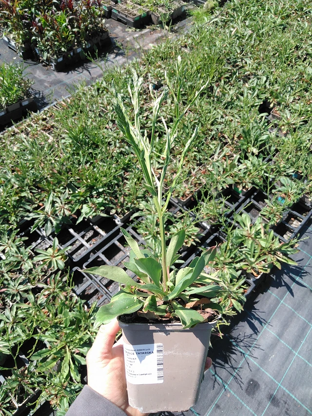 Statice tatarská - 13. 5. 2025