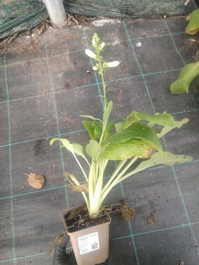 Sormustinkukka Camelot Lavender - 10. 9. 2025