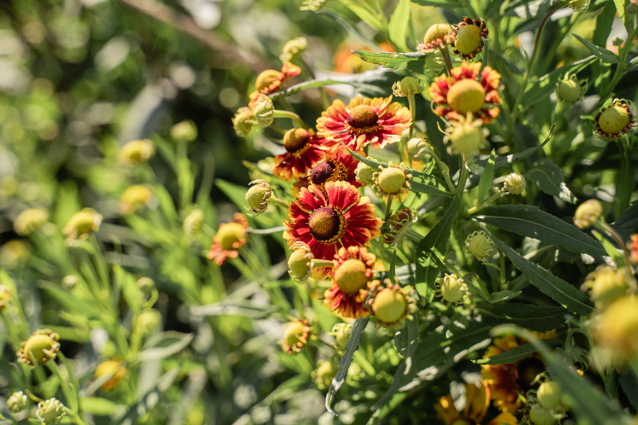 Napfényvirág Helena Red Shades, Loukykvět