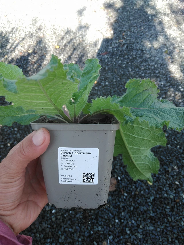 Verbasco Southern Charm - 11. 9. 2025