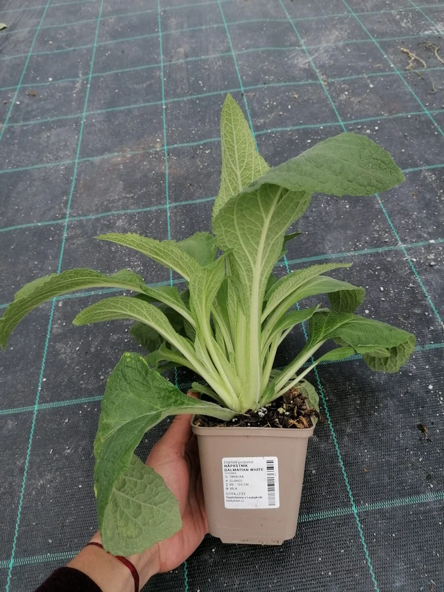 Náprstník Dalmatian White - 2024