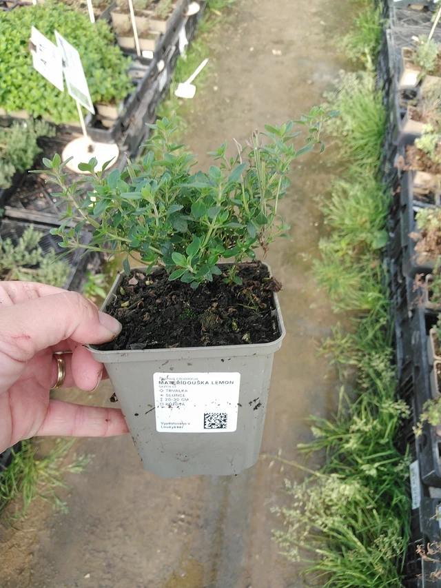 Mateřídouška Lemon - 19. 8. 2025