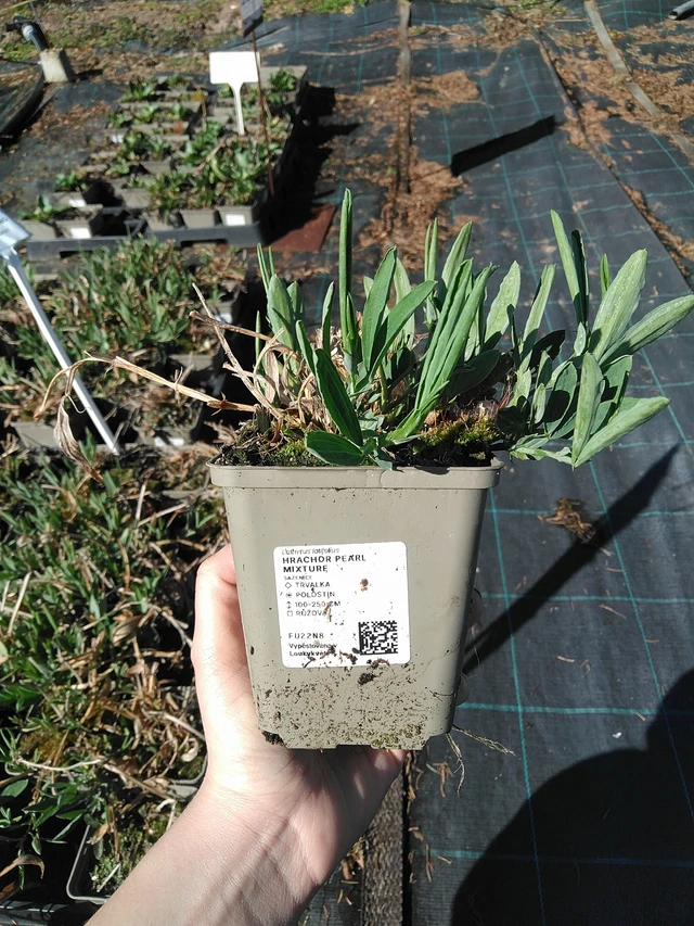 Szagos bükköny Pearl Mixture - 7. 4. 2026