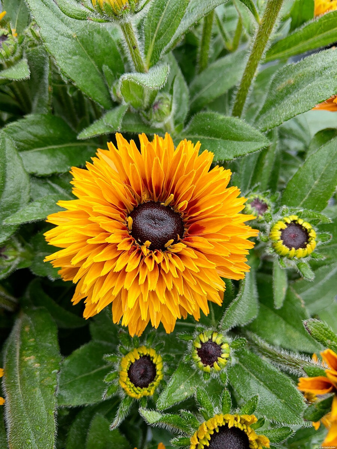 Rudbékie Flamenco Bright Orange, Loukykvět