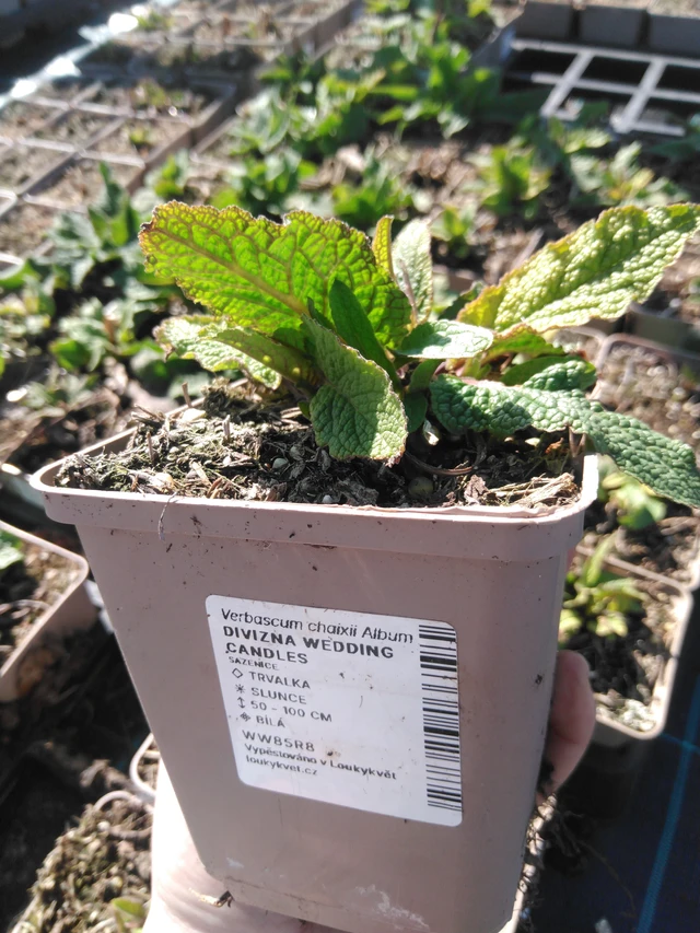 Verbasco Wedding Candles - 3. 4. 2025