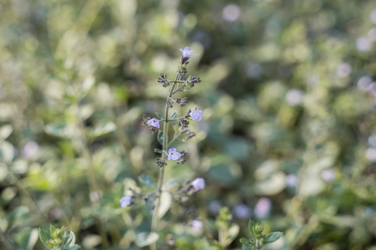 Hegyi pereszlény Lila Riese, Loukykvět