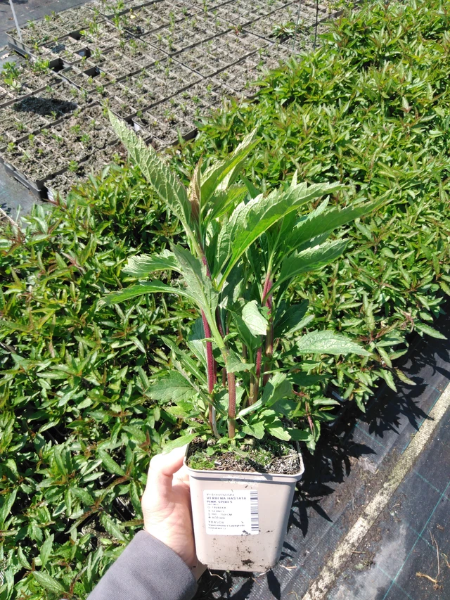 Verbena arrow-leaved Pink Spires - 13. 5. 2025