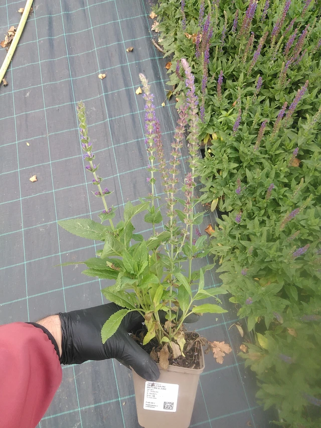 Šalvěj hajní Ostfriesland - 13. 10. 2025