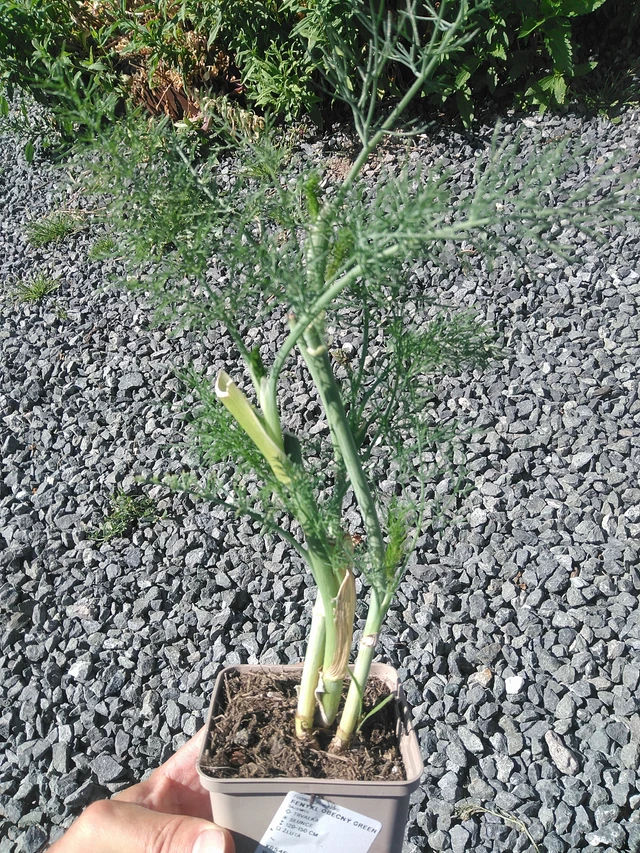 Fenkoli Green - 30. 6. 2025