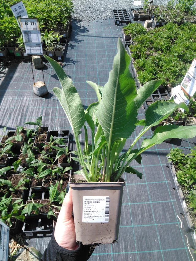 Villi kiina - 13. 5. 2025