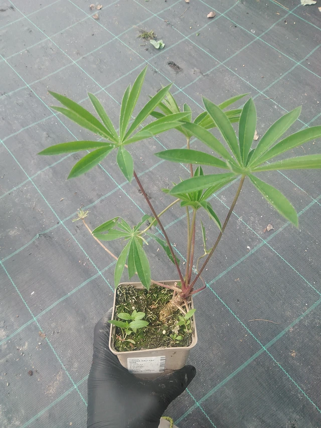 Altramuz Gallery Pink - 10. 9. 2025