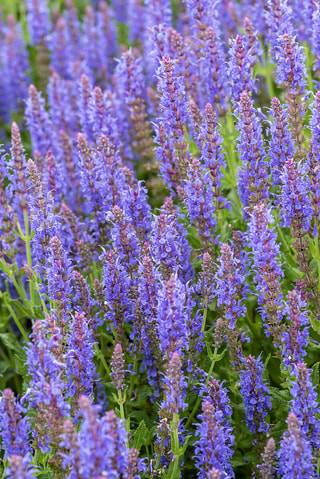 Šalvěj hajní Blauhügel, Loukykvět