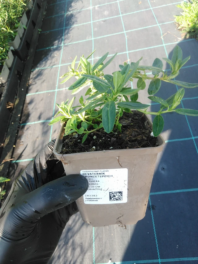 Aurinkoruusu Bronzeteppich - 1. 9. 2025