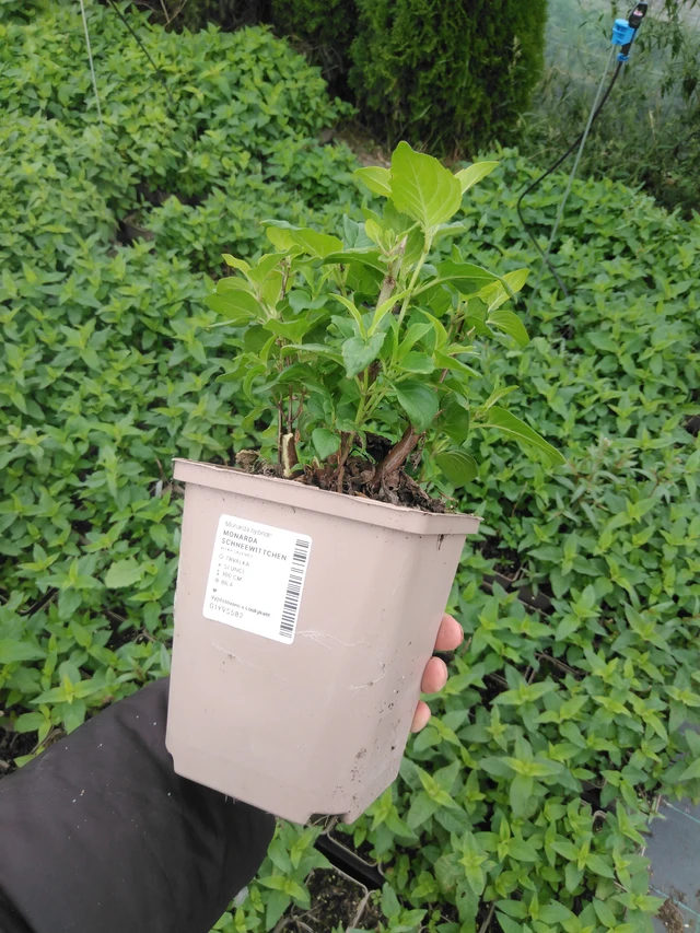 Monarda Schneewittchen - 2024