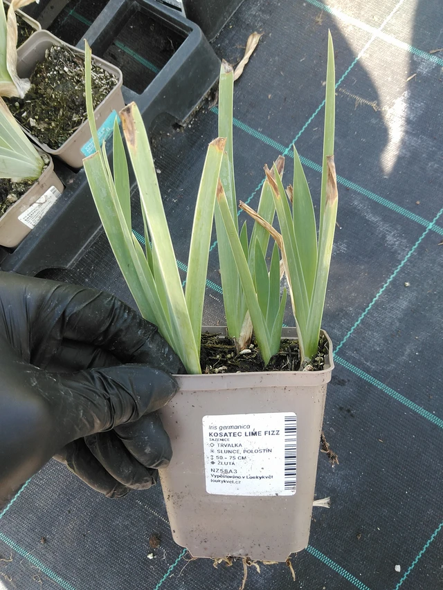 Lirio Lime Fizz - 19. 8. 2025