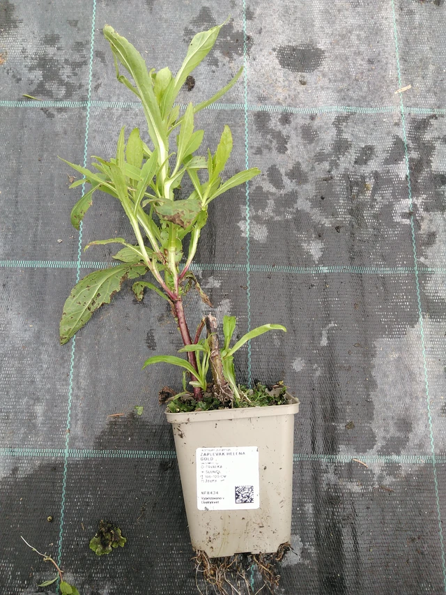 Sneezeweed Helena Gold - 10. 9. 2025