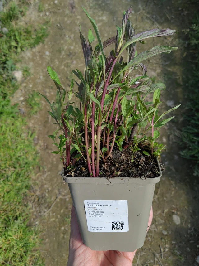 Thajská máta  - 27. 3. 2026