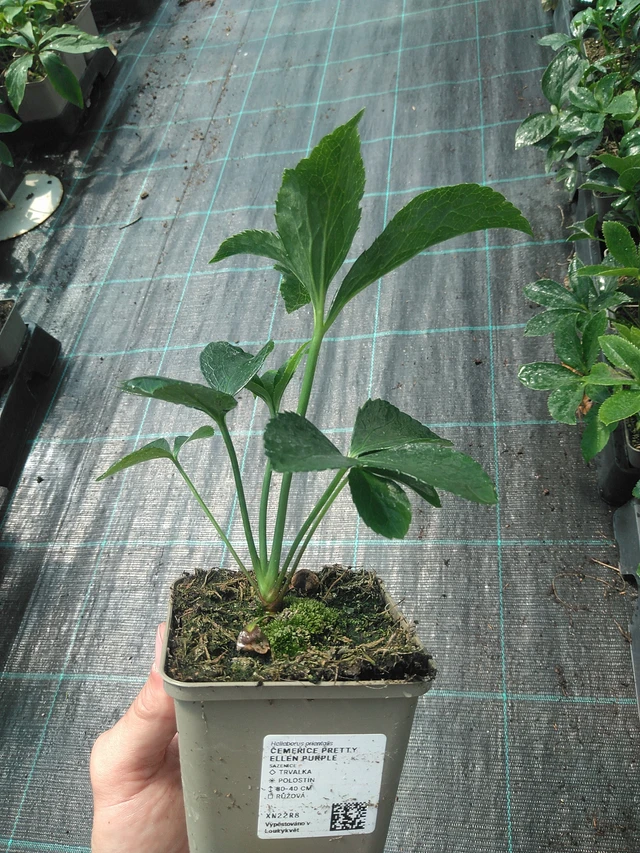 Eléboro Pretty Ellen Purple - 24. 6. 2025