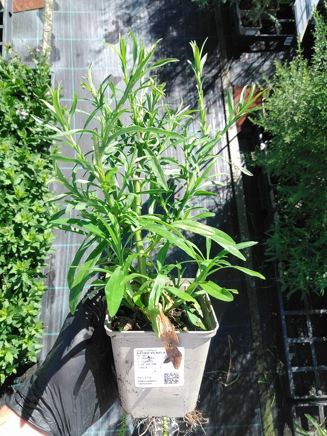 Aster Pearla - 19. 8. 2025