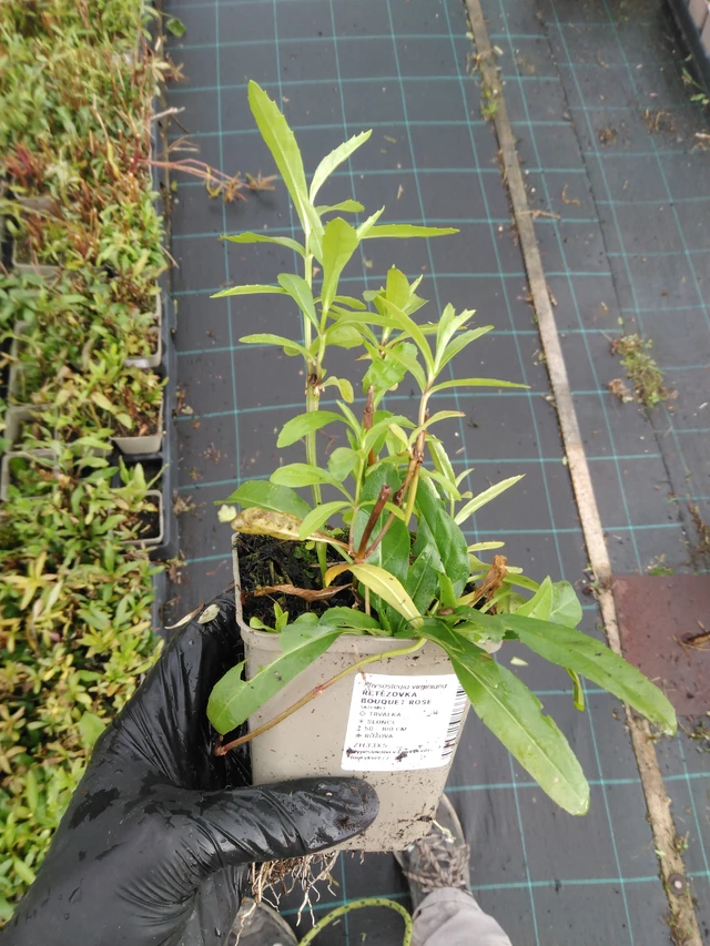 Lythrum Bouquet Rose - 23. 10. 2025