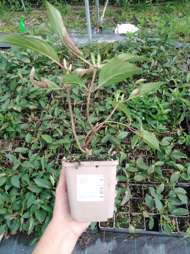 Syyshortensia Candlelight - 2024