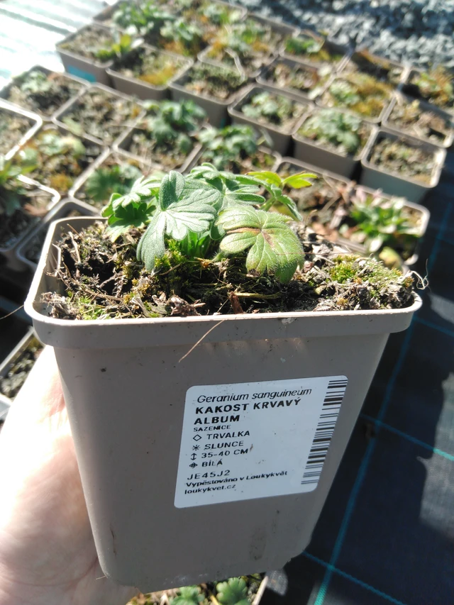 Kakost krvavý Album - 3. 4. 2025