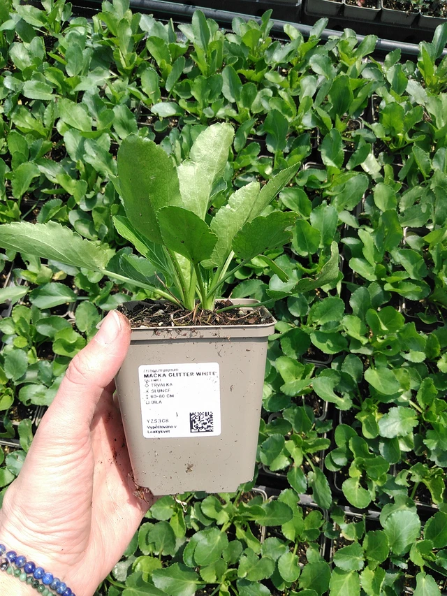 Sinipiikkiputki Glitter White - 9. 6. 2025