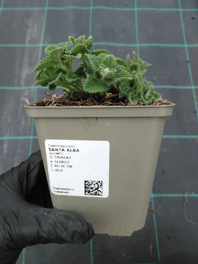 Népéta Alba - 1. 4. 2026