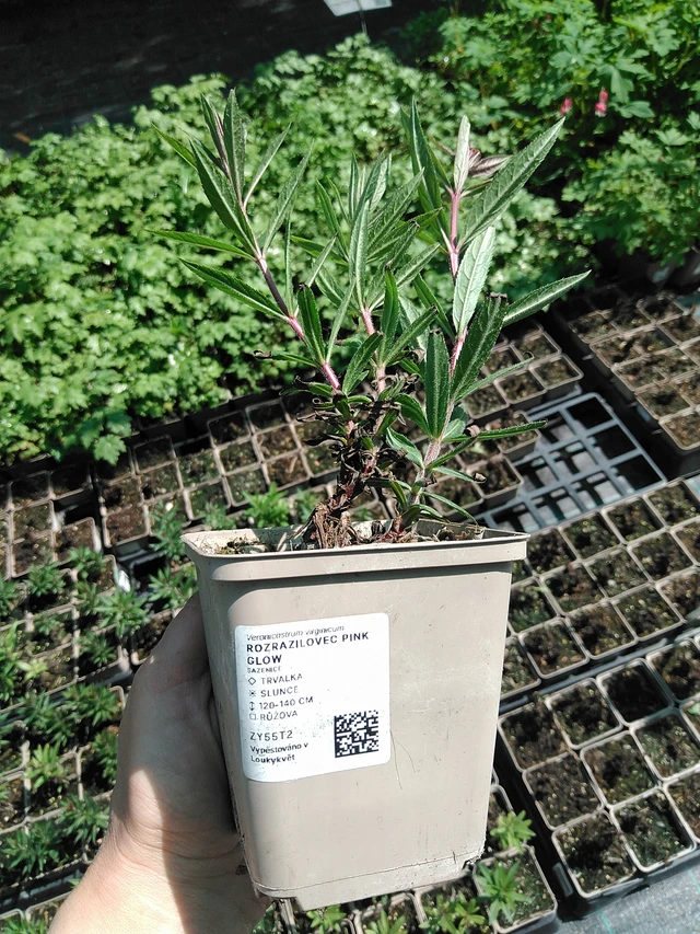 Kuunlilja Pink Glow - 13. 5. 2025