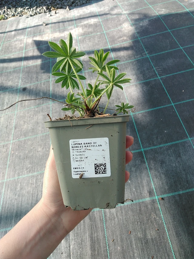 Csillagfürt Band of Nobles Kastellan - 7. 4. 2026