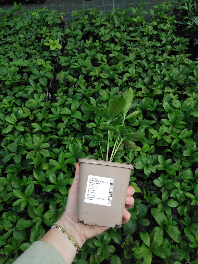 Hunyor Double Ellen Red - 2024