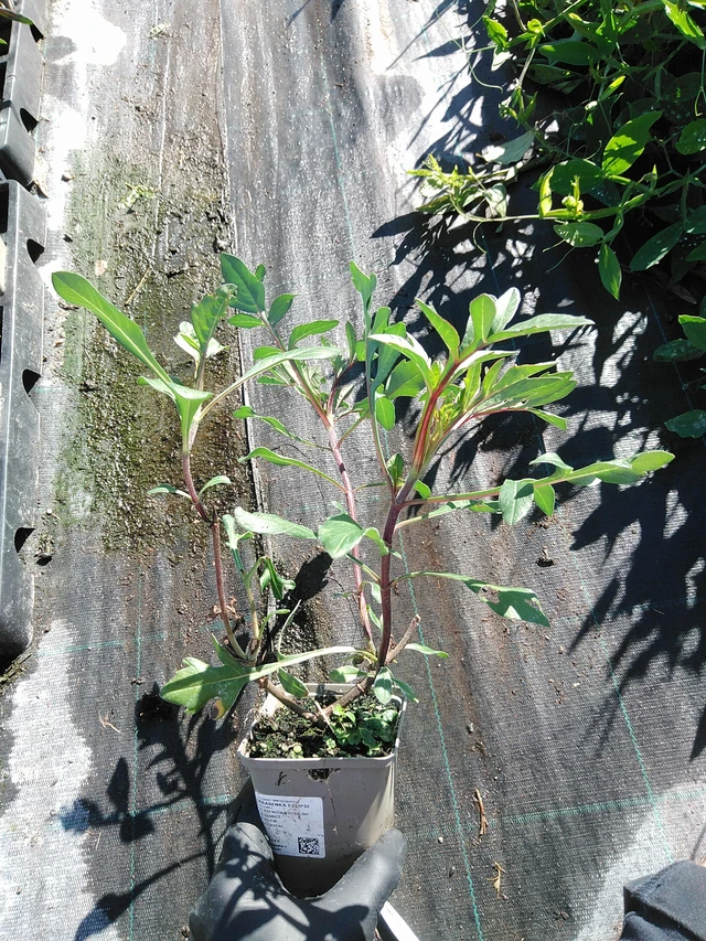 Cosmos Eclipse - 19. 8. 2025