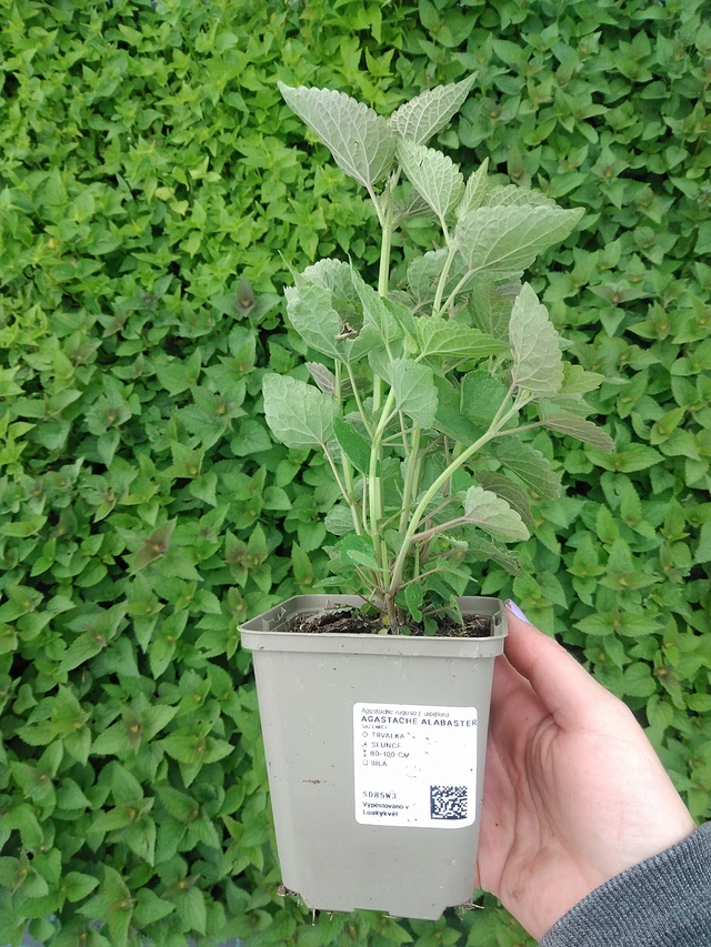 Iisoppi Alabaster - 9. 6. 2025