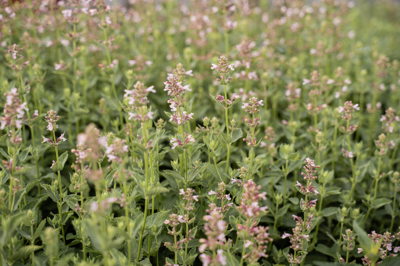 Šanta Dawn to Dusk, Loukykvět